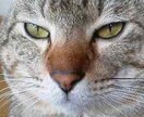 カレンダーやパンフレットに使います 可愛い兄弟猫ちゃん達。仲良し兄弟！ イメージ9