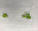 料理に使うハーブの組み合わせを教えます ハーブ花をメインに使うフランス料理店で働いた経験をもとに イメージ2