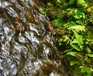 ご依頼に応じた写真撮影＋編集をします 安く!写真を使ってデザインしたい時!うまく決まらない時に! イメージ2