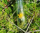 サステイナブルなお花の楽しみ方提案します ドライフラワーやプリザーブドフラワーを使った花あしらい イメージ1