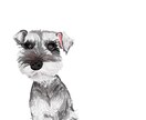 オシャレで可愛いイラスト描きます iPadで花や人物など、オシャレで可愛いイラストを制作。 イメージ8