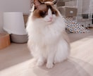 大型犬と猫の飼い主。飼い方やお手入れ相談乗ります アラスカンマラミュートのしおむすび♡愛犬愛猫のお悩み相談室 イメージ9