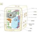 生理学について教えます 教科書の内容をわかりやすく教えます イメージ1