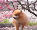全画像納品！愛犬との家族写真撮影します 愛するわんちゃんとの思い出を残しませんか？ イメージ10