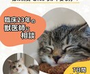 臨床23年獣医師が猫に関する不安を7日間支えます あなたの愛猫のための自宅ケアや心の整理法を一緒に考えます イメージ1