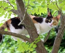 ポイント専用｜ねこの耳でお待ちしてます 使い道に迷う　クジのポイント　ねこの耳でお待ちしています☺︎ イメージ3