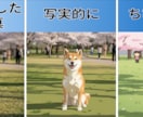 ペットの写真をベクター・イラストとして描きます ペットの写真を特別なイラストとして残したい飼い主様へ！ イメージ3