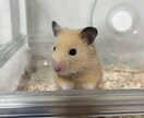 ハムスター多頭飼育者が飼育の相談に乗ります 病気かもしれない、元気がないそういった子などその他相談に！ イメージ3
