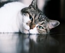 ペットの魅力を最大限に引き出した写真を撮ります 動物好きカメラマンが、とっておきの一枚の一枚を提供します！ イメージ8