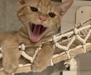 うちの子がいちばん！愛猫の自慢話聞きます 愛猫とのエピソード、特技、猫愛なんでもお話しください イメージ3
