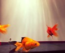 始める前に知っておくべき6つの条件を解説します 初めての熱帯魚飼育は不安がいっぱいあり、その不安を解決！ イメージ2