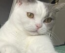お悩みがある方どんな内容でもお受けします 心の悩みが1番得意ですが、どんな内容でも対応します。秘密厳守 イメージ1