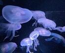 広告など様々な用途向け写真素材をご用意しております 植物、風景、水の生き物たちの美しい素材を活かしてます イメージ7