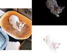 大事な猫ちゃんのお写真をイラストにします お気に入りのお写真を一枚の絵に残しませんか？ イメージ2