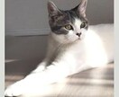 大切なペット写真集をペーパーバックで制作します 一緒に過ごす幸せ　癒しと笑顔の瞬間を写真集で残そう イメージ1