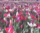 日頃のお悩み、なんでも聞きます もやもや、イライラ…軽くしませんか？ イメージ1
