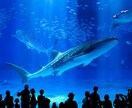 沖縄移住アドバイスします 憧れの沖縄移住　思い立ったら即行動‼後悔しない人生を！ イメージ7