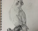 ペット似顔絵　鉛筆やクレヨンで描きます そばにいる、あたたかさをお届けします イメージ9