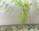 メダカを死なせない7原則を動画で教えます パワーポイントを使ってメダカを死なせない7原則動画で公開 イメージ7