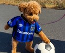 サッカー少年の悩みを解決します サッカーの悩みをアドバイスや練習方法教えます！！ イメージ2