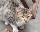 猫を保護したい方をサポートします 保護したいけど不安でいっぱい…始めにすべきことをご案内します イメージ3