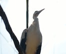 写真データ販売致します 鳥など自然を撮っております。色々な写真があります。 イメージ1