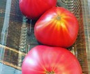 イタリアンの基本の黄金律トマトソース教えます お客様が選ぶベスト20レシピ本格的なトマトソース イメージ2