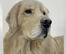 ペットの似顔絵を写真のようにリアルに描きます 犬、猫、うさぎなど動物の肖像画を手描きでリアルに描きます イメージ6