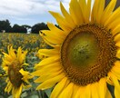 メール、お手紙、論文なんでも和訳・英訳致します *内容問わずとにかく英語で困っている人お助けします* イメージ1