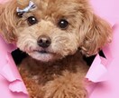 浜松市で愛犬専門の出張撮影いたします ご自宅で自然な表情を丁寧に撮影します イメージ10