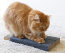 猫用商品撮影｜売れる広告写真撮影します プロ歴18年×猫歴20匹で高品質撮影 イメージ3