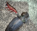 和歌山県で海釣りポイント教えます 海釣りで釣れるポイント釣れる魚教えます イメージ3
