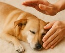ペット用⭐︎遠隔ヒーリングいたします ペットにも癒しのエネルギーをお届けします イメージ1