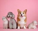 マヤ暦で愛するペットが我が家へ来た使命をみます 誰もがこの世に来た時に使命を与えられて降りてきてます。 イメージ1