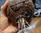 塊根植物のはじめかたをお伝えします 塊根植物(パキプスなど)を育てるための第一歩をサポートします イメージ2
