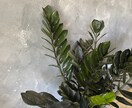 観葉植物のお悩み解決します 育成方法や観葉植物のトラブルなどなんでも解決致します！ イメージ1