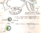 受精してからヒトの概形が出来るまでを説明します 自作イラストと文章で発生学に基づき時系列順に丁寧に解説します イメージ1
