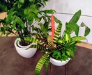 観葉植物を元気に育てる方法を基本からお教えします 育てる喜びを分かち合えたら嬉しいです イメージ2