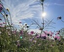写真の提供をします オリジナルの写真で個性を出そう イメージ4