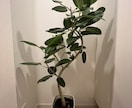 あなたの空間に合う観葉植物を選定・提案いたします お部屋やお庭の植物の種類・置き場所・鉢までご提案します イメージ3