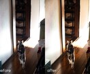 あなたの写真をフィルム風にレタッチします 商用利用可｜5枚〜お気軽にご相談ください！ イメージ3