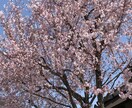お食事を見てコメントします 普段の食事を教えてもらい、不足している栄養素などを提案します イメージ1