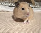 ママさんパパさんの不安や不満聞きます 発達、子育て、反抗期、夫、妻へ全ての不満ぶちまけて! イメージ5
