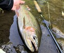 虹鱒 【釣り】 北海道の虹鱒をフライで狙う！ます ワイルドレインボー ハンティングメソッド イメージ1