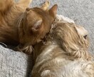 社交不安障害や鬱の方の悩みをお聞きします 悩みから抜けだすにはどうしたらいいかアドバイスします イメージ3