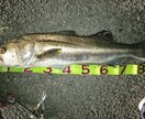 デジタル魚拓作成します 釣った魚の写真からデジタル魚拓を作成。携帯で保存可能 イメージ4
