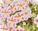 寂しい時【2時間】ワンコインで寄り添います あなた専用の聞き役です。お気持ち全て受け止めます。 イメージ1