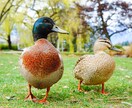愛するペットのお写真を可愛く撮影します データだけでなくフォトアルバムもセットでお渡しします！ イメージ6