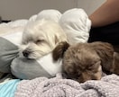 ワンちゃん２匹目飼うの迷ってる方相談乗ります 「2匹目を迎えたけど、これで大丈夫？」多頭飼いの悩みを解消 イメージ3