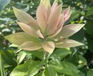 ガーデンセラピーコーディネーター！あなたを癒します 大自然の力で療育・予防医学をご提供。 イメージ4